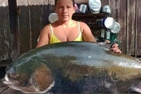 TAMBAQUI DE 30KG É PESCADO POR PESCADORA NO OESTE DO PARÁ.