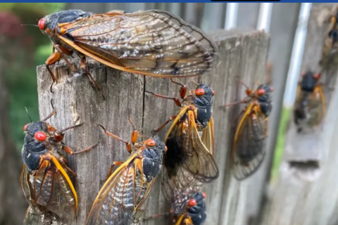 BILHÕES DE CIGARRAS EMERGIRÃO NOS EUA NESTE MÊS.