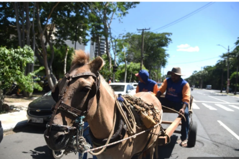 FIM DAS CARROÇAS: PREFEITURA DE TERESINA IMPLEMENTARÁ ALTERAÇÕES EM PROJETO APROVADO.